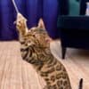 Bengal Kittens for sale photo 3