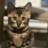 Bengal Kittens for sale photo 4