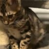 Bengal Kittens for sale photo 5