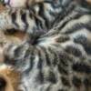 Bengal Kittens for sale photo 6