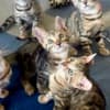 Bengal Kittens for sale photo 7