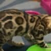 Bengal Kittens for sale photo 8