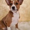 Basenji puppies photo 1