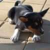 Basenji puppies photo 2