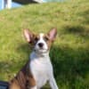 Basenji puppies photo 3