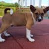 Basenji puppies photo 4