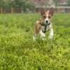 Basenji puppies photo 5