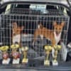 Basenji puppies photo 6