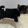 Basenji puppies photo 7
