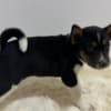 Basenji puppies photo 8