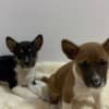 Basenji puppies photo 9