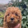 Toy Poodle puppies photo 1