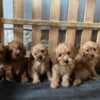 Toy Poodle puppies photo 2