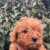 Toy Poodle puppies photo 3