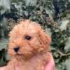 Toy Poodle puppies photo 4