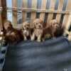 Toy Poodle puppies photo 5
