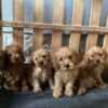 Toy Poodle puppies photo 6
