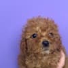 Toy Poodle puppies photo 8