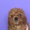 Toy Poodle puppies photo 9