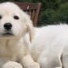 Golden Retriever Puppies photo 1