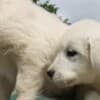 Golden Retriever Puppies photo 2