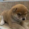 Shiba Inu puppies photo 1