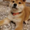 Shiba Inu puppies photo 2