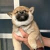 Shiba Inu puppies photo 3