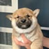 Shiba Inu puppies photo 4