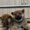 Shiba Inu puppies photo 5