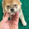 Shiba Inu puppies photo 6