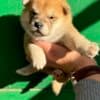 Shiba Inu puppies photo 7