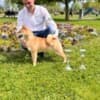 Shiba Inu puppies photo 8