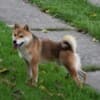 Shiba Inu puppies photo 10