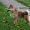 Shiba Inu puppies photo 11