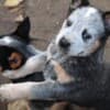 Australian cattle dog puppies photo 1