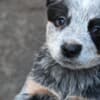 Australian cattle dog puppies photo 2