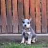 Australian cattle dog puppies photo 3
