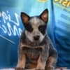 Australian cattle dog puppies photo 4