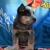 Australian cattle dog puppies photo 5