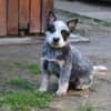 Australian cattle dog puppies photo 6
