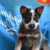 Australian cattle dog puppies photo 8