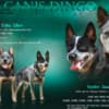 Australian cattle dog puppies photo 9