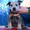 Australian cattle dog puppies photo 10