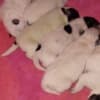 Australian cattle dog puppies photo 11