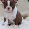 X-MASS Gorgeous Boston Terrier Puppies For Sale 470-673-7509 photo 1