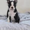 X-MASS Gorgeous Boston Terrier Puppies For Sale 470-673-7509 photo 2