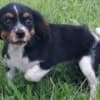 Adorable Cavalier King Charles Spaniel puppies for sale  470-673-7509 photo 1
