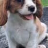Adorable Cavalier King Charles Spaniel puppies for sale  470-673-7509 photo 2