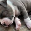 Pitbullpuppiesforsale photo 2